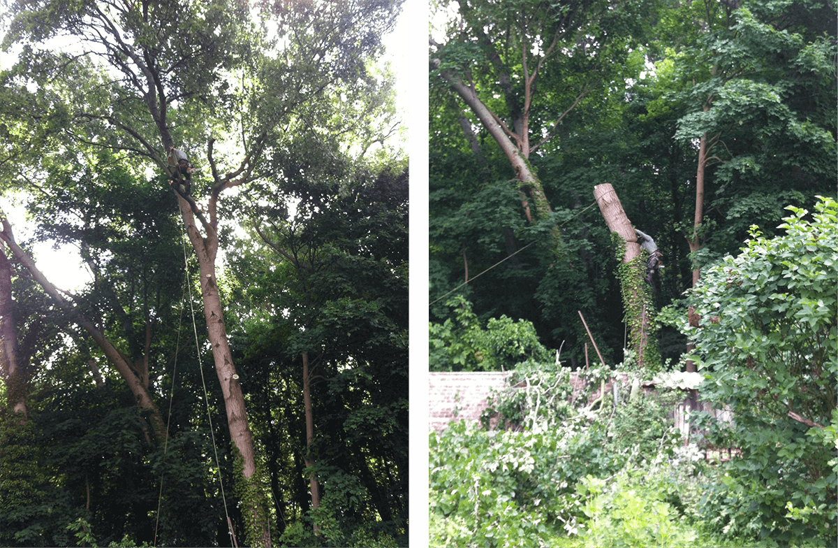 Abattage d’un arbre en Essonne