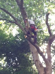 abattage arbre Essonne