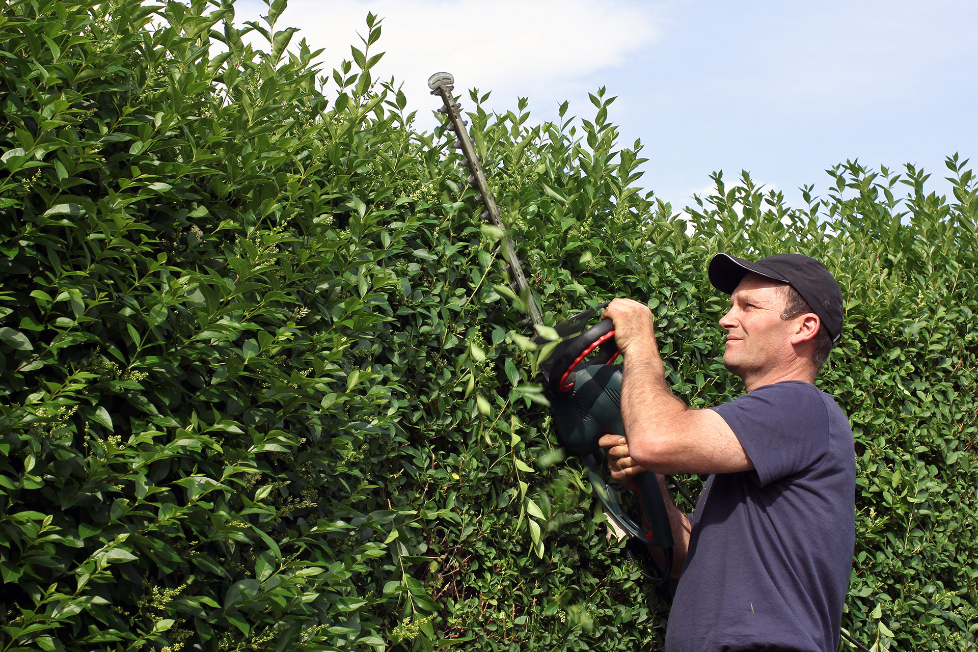 Taille de haie en Essonne, PROJARDINS, professionnels à votre service