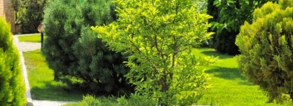 Entretien de jardins et d&rsquo;allées